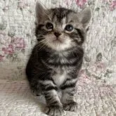 アメリカンショートヘア【埼玉県・男の子・2023年2月15日・シルバータビー】の写真1「ますます可愛くなってきました♡目の周りの白いアイラインがクッキリの可愛い子です♪」