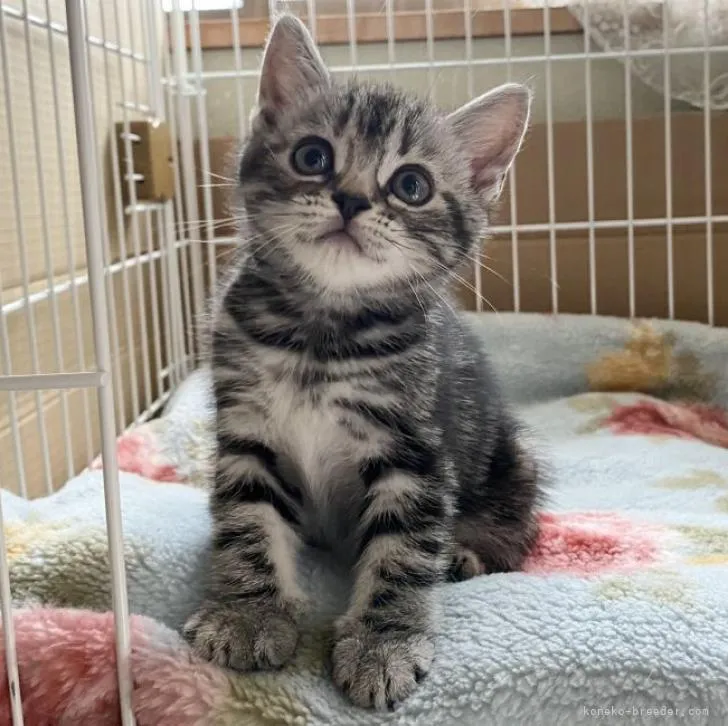 ID：2206-02327の子猫