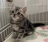 アメリカンショートヘア【埼玉県・男の子・2024年4月20日・シルバータビー】の写真2