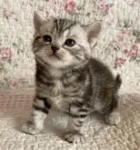 アメリカンショートヘア【埼玉県・女の子・2023年2月15日・シルバーパッチドタビー】の写真2「3/17撮影」