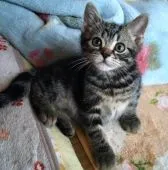 アメリカンショートヘア【埼玉県・男の子・2019年5月4日・ブラウンタビー】の写真2「おめめパッチリ。目の回りの白いアイラインが際立ち可愛いです♪♪」