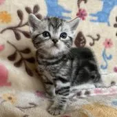 アメリカンショートヘア【埼玉県・男の子・2020年10月29日・シルバークラシックタビー】の写真2「女の子なような優しいお顔だちです♪」