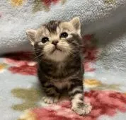 アメリカンショートヘア【埼玉県・女の子・2020年2月8日・シルバーパッチドタビー】の写真3「ますます可愛くなってきました♪」