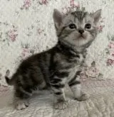 アメリカンショートヘア【埼玉県・女の子・2023年2月15日・シルバーパッチドタビー】の写真3「3/18撮影」