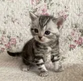 アメリカンショートヘア【埼玉県・女の子・2023年2月15日・シルバーパッチドタビー】の写真4「3/17撮影」