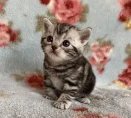 アメリカンショートヘア【埼玉県・男の子・2020年10月29日・シルバークラシックタビー】の写真5「11/22撮影　ちょっと前はこんな感じでした♪」