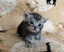 アメリカンショートヘア【埼玉県・男の子・2022年4月30日・シルバータビー】の写真5「5/22撮影」