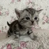 アメリカンショートヘア【埼玉県・女の子・2023年2月15日・シルバーパッチドタビー】の写真5「3/18撮影」