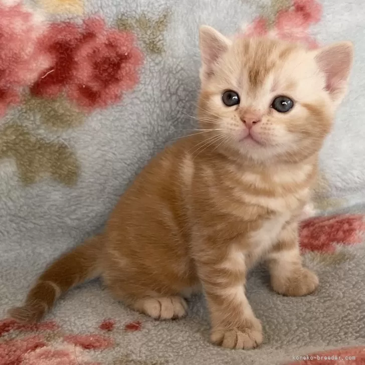 ID:2503-01430の子猫