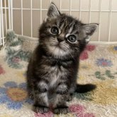 アメリカンショートヘア