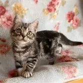 アメリカンショートヘア