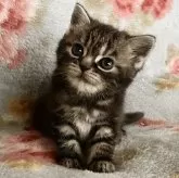 アメリカンショートヘア