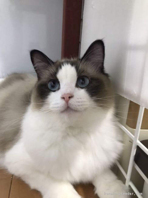 神楽さん｜中村　紳也(なかむら　しんや)ブリーダー(千葉県・ラグドールなど・ICC登録)の紹介写真3