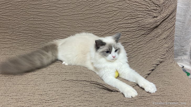 飼い主様提供　当ブリーダーの子猫の成長したお姿です。｜中村　紳也(なかむら　しんや)ブリーダー(千葉県・ラグドールなど・ICC登録)の紹介写真7