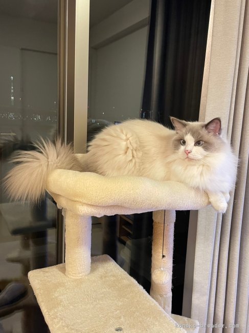 飼い主様提供　当ブリーダーの子猫の成長したお姿です。｜中村　紳也(なかむら　しんや)ブリーダー(千葉県・ラグドールなど・ICC登録)の紹介写真9