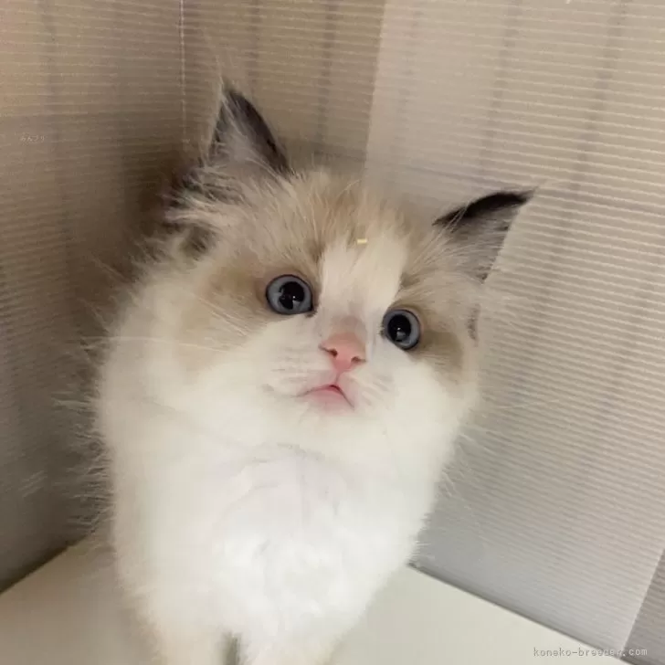 ID：2403-00804の子猫