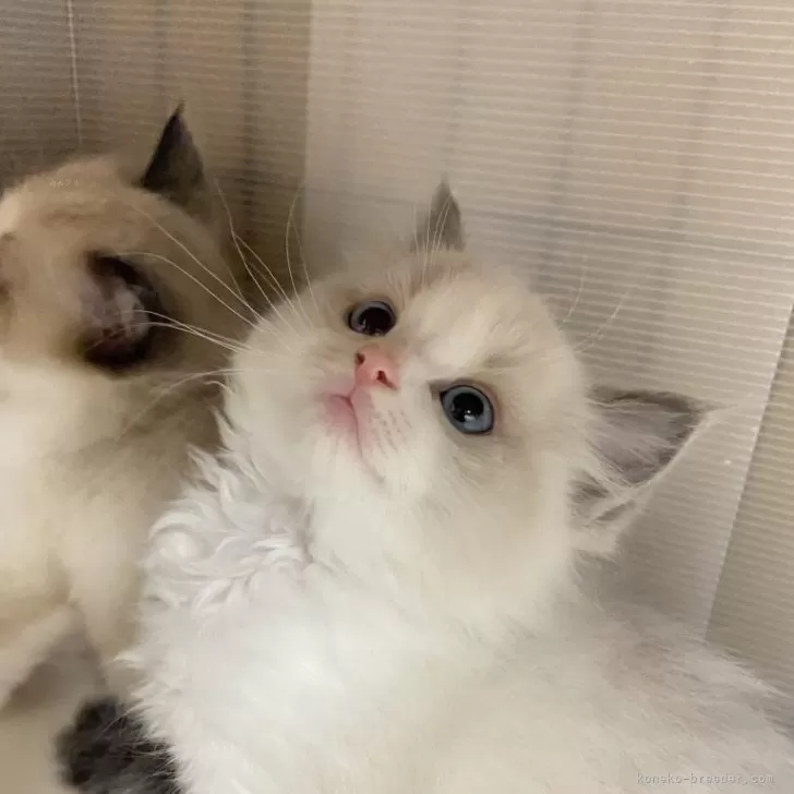 ID：2403-00808の子猫