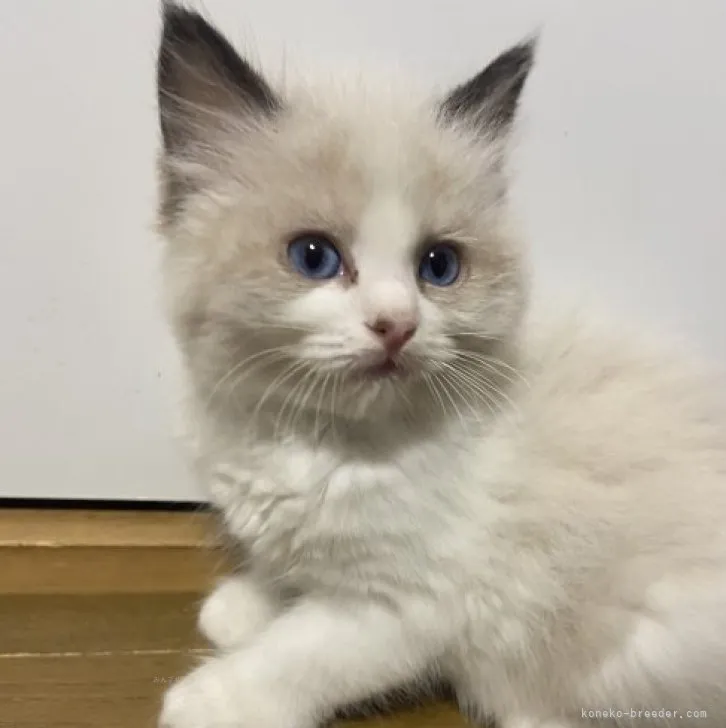 ID：2310-01673の子猫