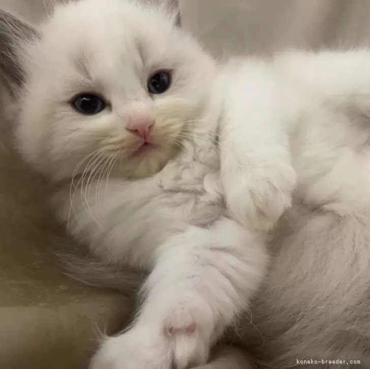 ID：2405-01476の子猫