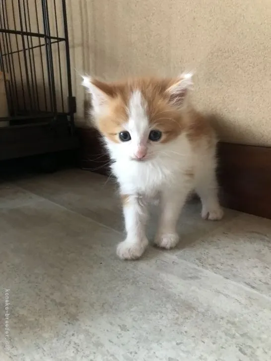 ID：2107-00546の子猫