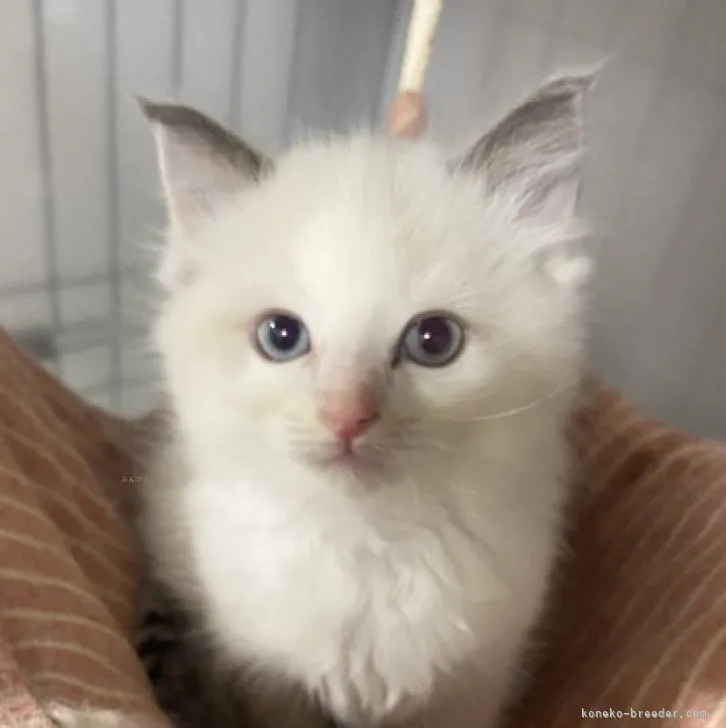 ID：2311-01314の子猫