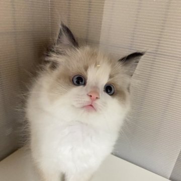 ラグドール【千葉県・女の子・2024年2月2日・シールポイントバイカラー】の写真「この月齢でこの貫禄‼️ ぷよぷよのお腹周りが最高で」