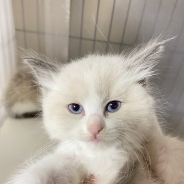 ラグドール【千葉県・女の子・2024年1月8日・ブルーポイントバイカラー】の写真「ふわふわモッフモッフ　おもちの様な触り心地です。」