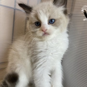 ラグドール【千葉県・男の子・2024年3月15日・シールポイントバイカラー】の写真「おっとりマイペース、でもご飯は譲らない‼️」