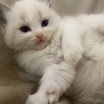 ラグドール【千葉県・女の子・2024年3月23日・ブルーポイントバイカラー】の写真「元気いっぱいケージの中を縦横無尽に駆ける‼️」