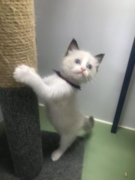 ラグドール【千葉県・女の子・2021年7月10日・シールポイントバイカラー】の写真「整ったお顔と綺麗なハチワレ」