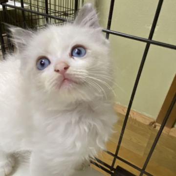 ラグドール【千葉県・女の子・2022年9月4日・ブルーポイントバイカラー】の写真「可愛いく綺麗なハチワレ」