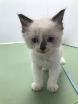 ラグドール【千葉県・男の子・2020年4月30日・シールポイントバイカラー】の写真「おとなしい性格」