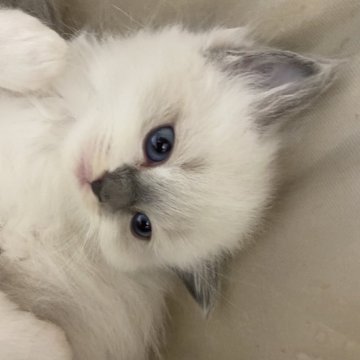 ラグドール【千葉県・女の子・2024年3月23日・ブルーポイント】の写真「暴れん坊タヌタヌ　元気いっぱい‼️」