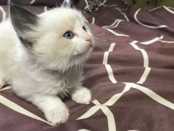 ラグドール【千葉県・男の子・2019年12月10日・シールポイントバイカラー】の写真「キリッとした顔立ち」