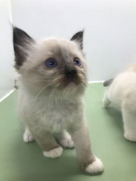 ラグドール【千葉県・男の子・2020年4月30日・シールポイントミテッド】の写真「丸々とした顔」