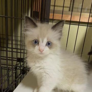 ラグドール【千葉県・女の子・2022年9月24日・シールポイントバイカラー】の写真「激レア！Vの字ブレスがカッこイイ　それに…」