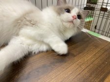 ラグドール【・女の子・2022年8月15日・ブルーポイントバイカラー】