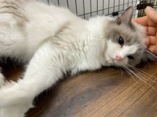 ラグドール【・女の子・2022年8月15日・ブルーポイントバイカラー】