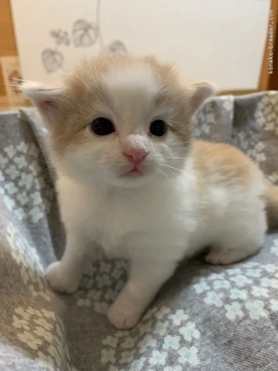 ID：2105-00043の子猫