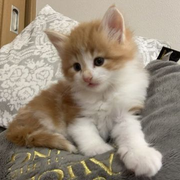 ノルウェージャンフォレストキャット【広島県・男の子・2019年11月28日・レッドクラシックタビー&ホワイト】の写真「パパ猫、ママ猫共に優良血統です！」