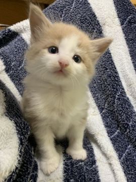 ノルウェージャンフォレストキャット【広島県・男の子・2019年11月28日・クリーム&ホワイト】の写真「パパ猫、ママ猫共に優良血統です！」