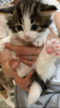 ノルウェージャンフォレストキャット【広島県・男の子・2019年4月15日・ブラウンクラシックタビー&ホワイト】の写真「パパ猫、ママ猫共に優良血統です！」