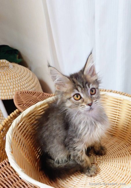 太田克彦ブリーダーのブログ：今年最後のお引き渡し