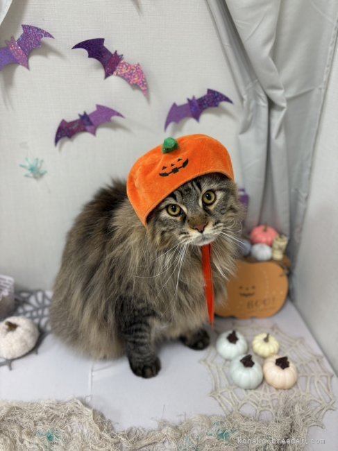 太田克彦ブリーダーのブログ：テオくん、浅葱さん＆ハロウィン🎃