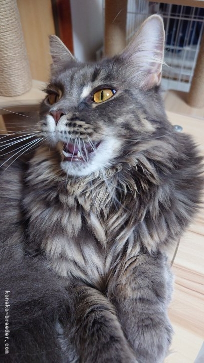 太田克彦ブリーダーのブログ：浅葱さん＆ハロウィン🎃