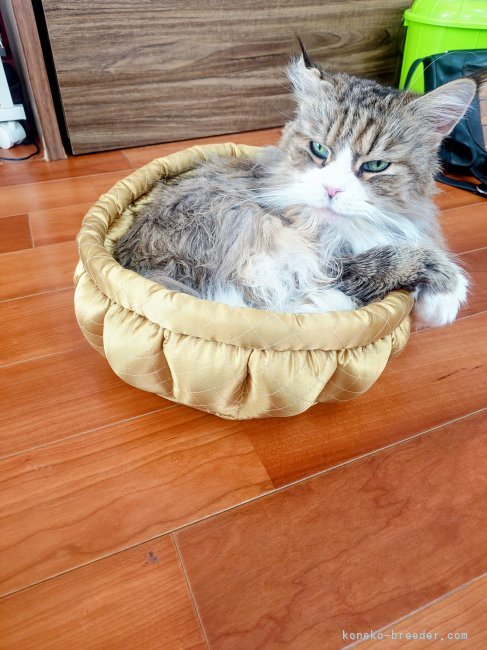 太田克彦ブリーダーのブログ：地震お見舞い申し上げます