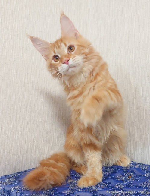 太田克彦ブリーダーのブログ：12/12HappyBirthday＆コテツ＆ゆずぽん・黒玉