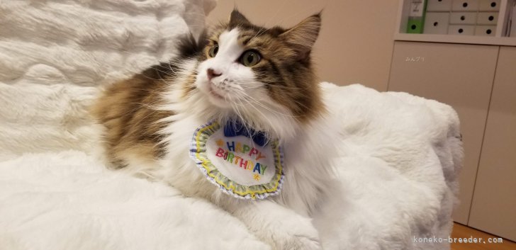 太田克彦ブリーダーのブログ：オーナーさまより