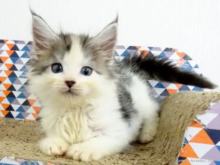 ID:2106-00209の子猫