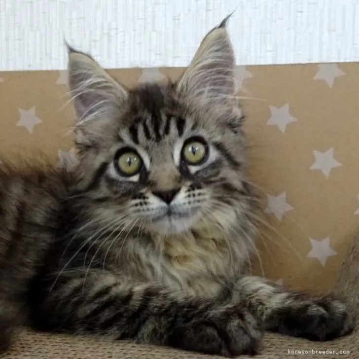 ID：2306-03352の子猫